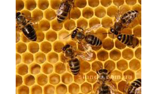 Купити бджолопакети, Карпатських бджіл