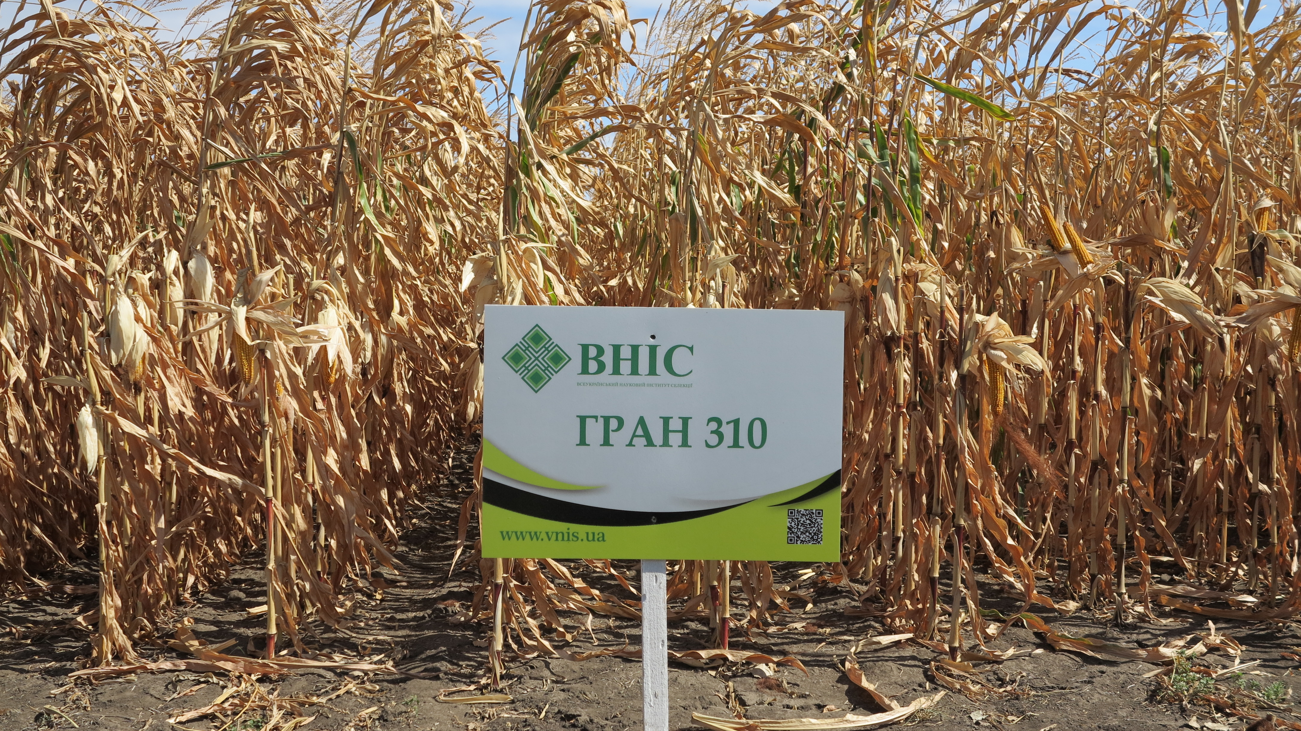 Семена кукурузы  Гран 310 (ФАО 250) напрямую от ВНИС