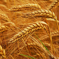 Пшениця озима Смуглянка, Золотоколоса