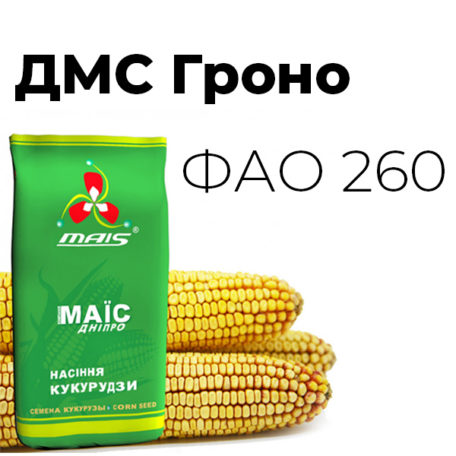 Среднеранний гибрид кукурузы ДМС Гроздь (ФАО 260)