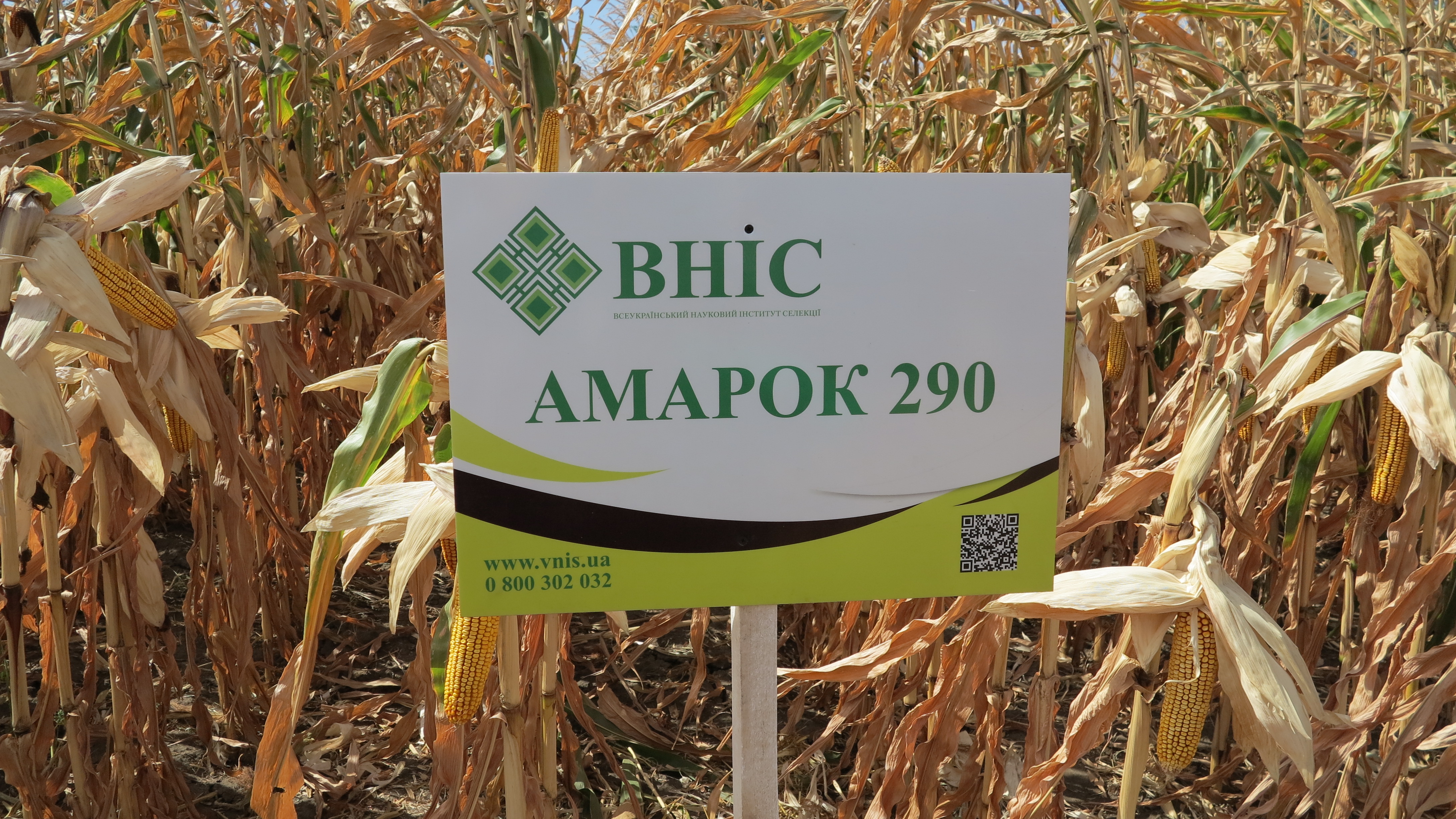 Семена кукурузы Амарок 290 (ФАО 320) напрямую от ВНИС