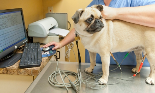 EKG (elektrokardiografia) psów we Lwowie