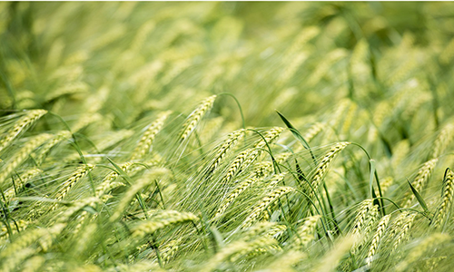 Купити добриво органічне для росту кукурудзи та пшениці