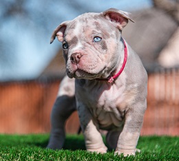Sprzedam suczkę rasy American Bully, typ Pocket, w Kołomyi