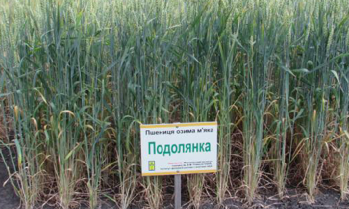 Насіння пшениці озимої власної селекції Богдана, Подолянка, продаж