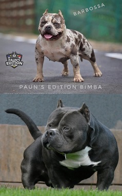 Kup szczenięta rasy American Bully Pocket w Kołomyi