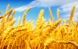 Пшениця озима Місія Одеська, Солоха - еліта