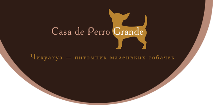 Питомник чихуахуа Casa de Perro Grande