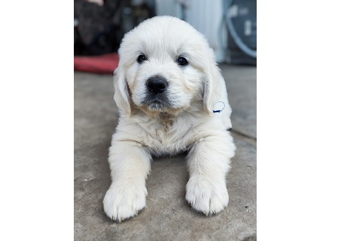 Sprzedam szczeniaka golden retrievera, Lwów