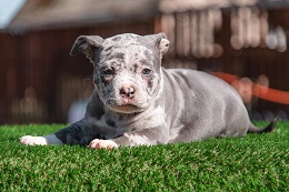 Szczenięta samce rasy American Bully typu Pocket city Kołomyja