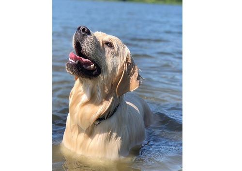 Planowane krycia przedstawicieli rasy Golden Retriever