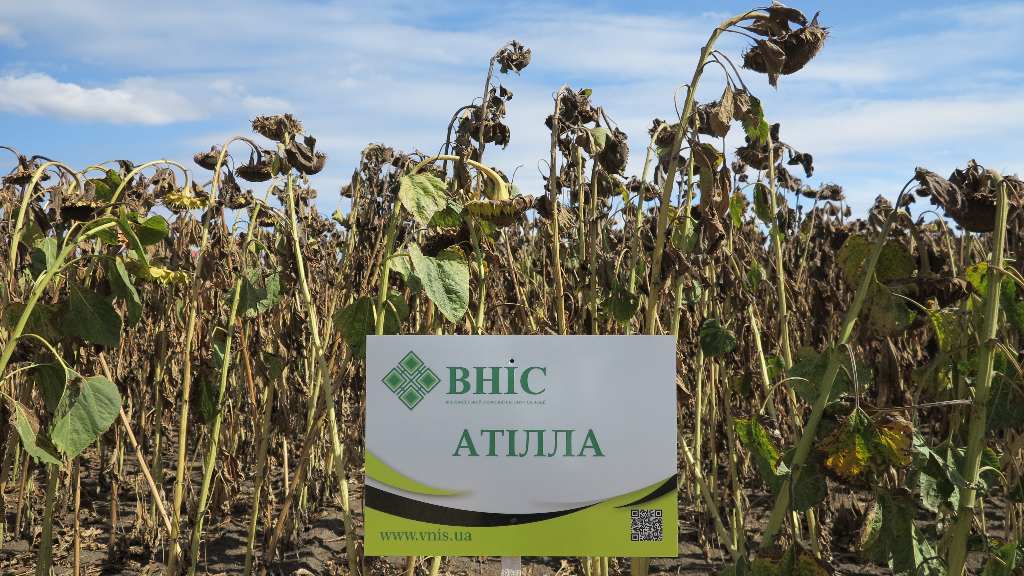 Семена подсолнечника Атилла - скидки от производителя до 20%