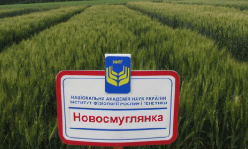 Насіння пшениці озимої власної селекції Новосмуглянка, Соломія, купити