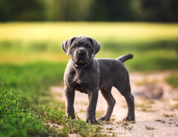 Kup szczeniaka Cane Corso w Połtawie
