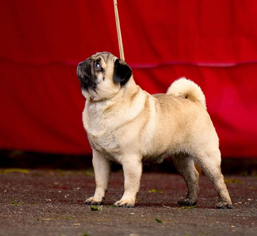 Розплідник мопсів та кане корсо CANE DE CORSI