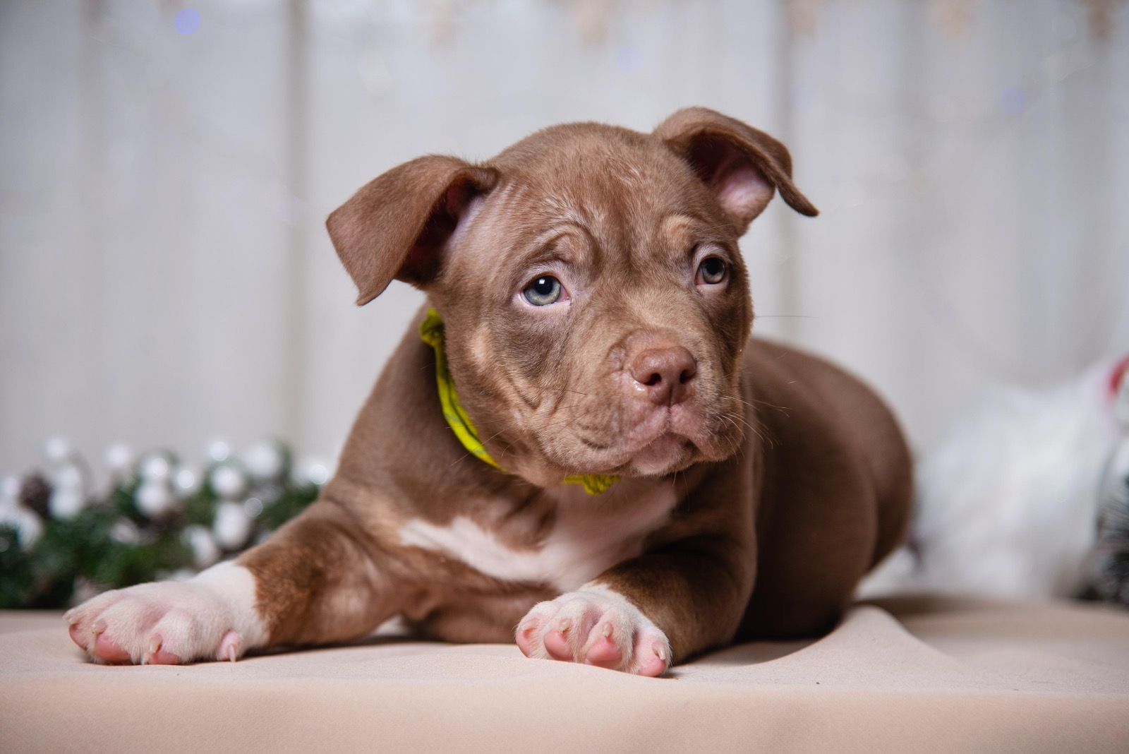 Szczenięta American Bully, Kołomyja