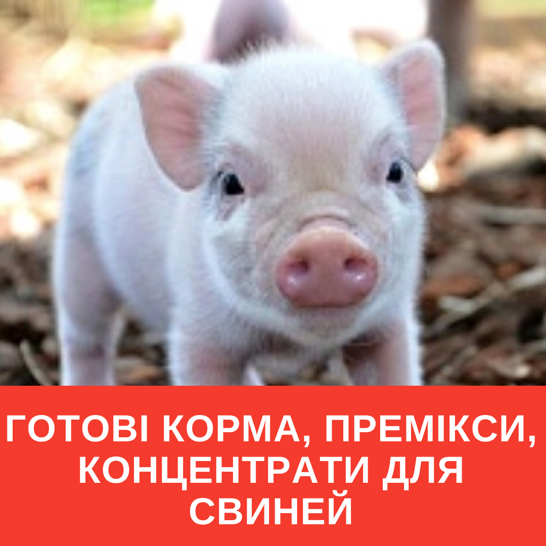 Готові корма, премікси, концентрати для свиней за доступними цінами